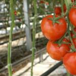 Самые лучшие и урожайные сорта томатов для теплиц Какие сорта помидор тепличных лучшие для посадки